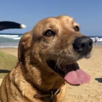Photo of Millie   6 Year Old Lab X Kelpie