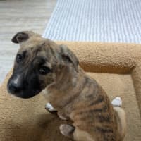 Photo of Daffodil
