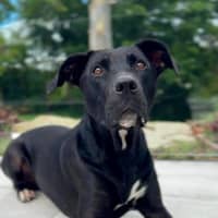 Photo of Tasha *$350 Adoption Fee*