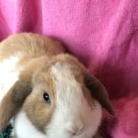 Photo of Oat (Bonded With Muesli)