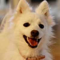 Photo of Peaches 