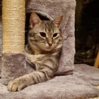 Photo of Loki