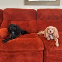 Photo of Sherlock And Willow Picton