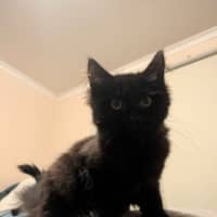 Photo of Silhouette