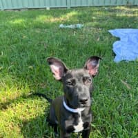 Photo of Milo