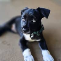 Photo of Pepper