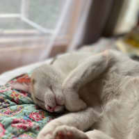 Photo of Dougal   Reduced Adoption Fee