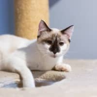 Photo of Willow 😻🌈