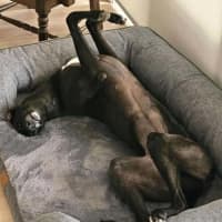 Photo of Freda, The Greyhound