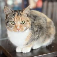 Photo of Foxtrot