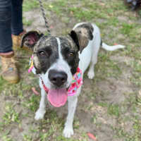 Photo of Tia *$250 Adoption Fee*