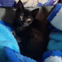 Photo of Opal