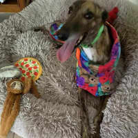 Photo of Roxy, The Greyhound