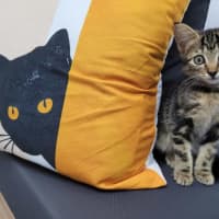 Photo of  Joey   Now At Pet Quarters Belmont 