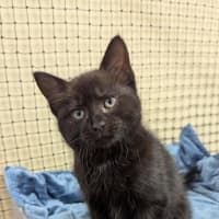 Photo of Lucky Lizzy