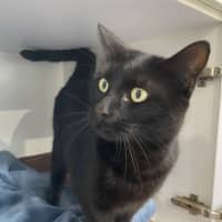 Photo of Cleo