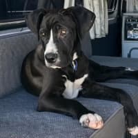 Photo of Nero   3 Month Old Great Dane X (Trial)