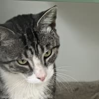 Photo of Heathcliff