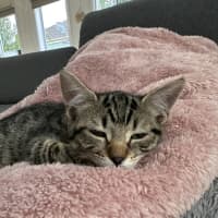Photo of Sir Tobi The Magnificent
