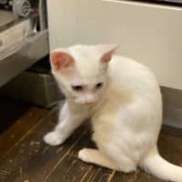 Photo of Peanut Butter