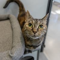 Photo of Wedge
