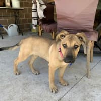 Photo of Nessa Rose   5 Month Old German Shepherd X