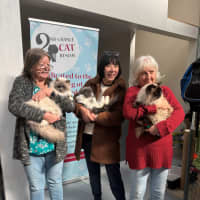 Photo of Fifi **2nd Chance Cat Rescue**