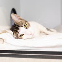 Photo of Percy