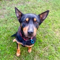 Photo of Poppy *$350 Adoption Fee*