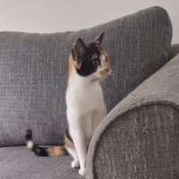 Photo of Luna *9 Lives Project Rescue*