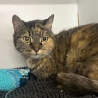 Photo of Roxy