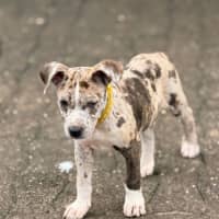 Photo of Lila