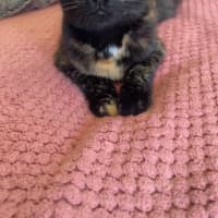 Photo of Whisper