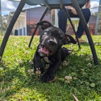 Photo of Cooper