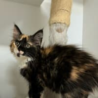 Photo of Honey 