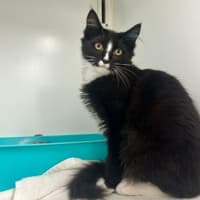 Photo of Binka