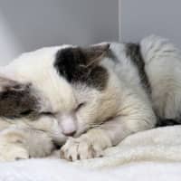 Photo of Little Tom