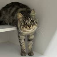 Photo of Silver