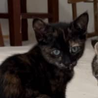 Photo of Coco
