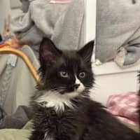 Photo of Fluoxetine Aka Flux