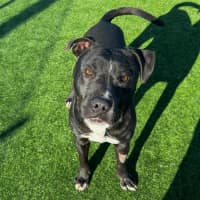 Photo of Baz Imp 962