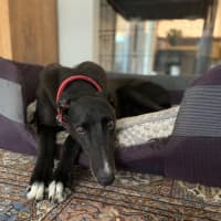 Photo of Dashi, The Greyhound