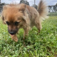 Photo of Ace