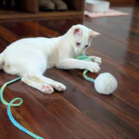 Photo of Sir Cornelius