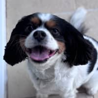 Photo of Chico