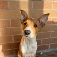 Photo of Poppy   13 Week Old Cattle Dog X