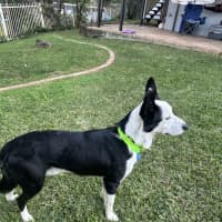 Photo of Tobi *$350 Adoption Fee* 