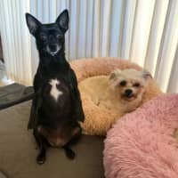 Photo of Milo & Angel