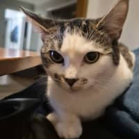 Photo of Honey