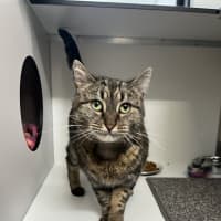 Photo of Sweet Pea